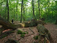 Dode eik  Dode eik in Hasbruch Uhrwald : Quercus robur